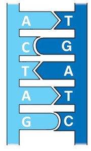 Diagram of semiconservative DNA replication
