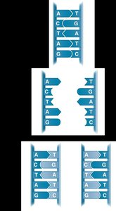 Semiconservative replication process