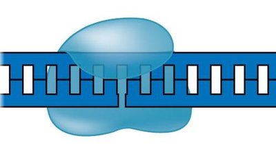 Structure of dTTP (deoxythymidine triphosphate)