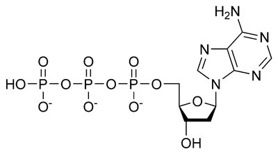 Structure of dATP (deoxyadenosine triphosphate)