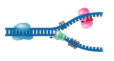 Replication fork with enzymes
