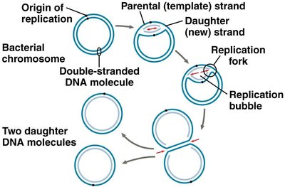 Origin of replication in prokaryotes