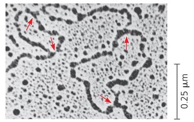 Replication fork structure