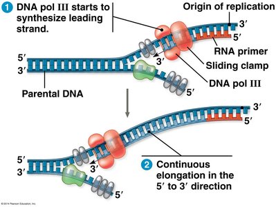 Leading and lagging strand synthesis