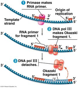 Okazaki fragment synthesis on lagging strand