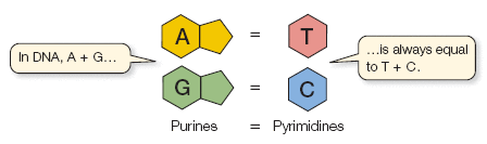Chargaff's rules: base pairing in DNA