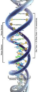 DNA double helix structure