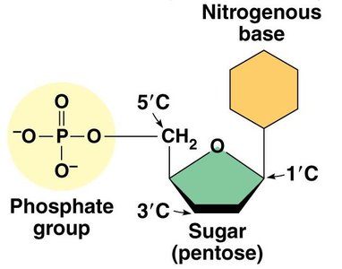 Structure of a nucleotide