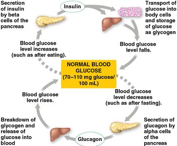 Diagram of negative and positive feedback in hormone signaling