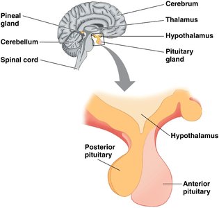 Diagram of hypothalamus and pituitary gland