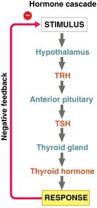 Hormone cascade diagram