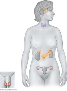 Diagram of endocrine glands in the human body