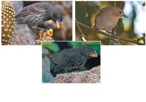 Beak variation in Galápagos finches