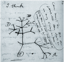 Artificial selection in Brassica oleracea