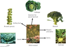 Variation in a population of ladybugs