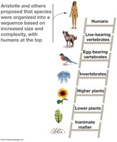 Aristotle's ladder of life