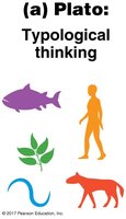 Plato's typological thinking