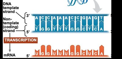 Transcription: DNA template to mRNA