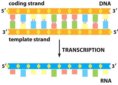 Transcription: coding and template strands