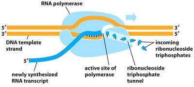 RNA polymerase mechanism