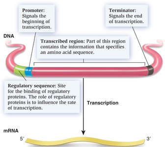 Gene anatomy: promoter, regulatory sequence, terminator