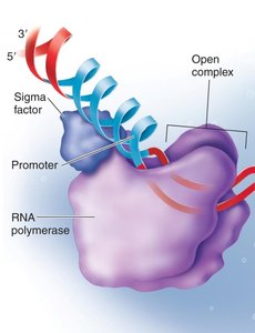 Transcription initiation: RNA polymerase and promoter