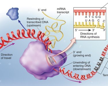 Transcription elongation: direction of synthesis