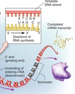 Transcription termination: completed mRNA transcript