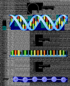 Diagram of the central dogma: DNA to RNA to Protein