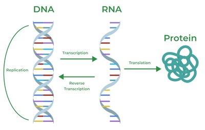 Central dogma: DNA, RNA, and Protein flow