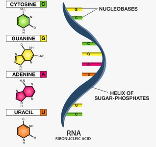 RNA structure and nucleobases