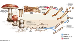 Basidiomycota life cycle