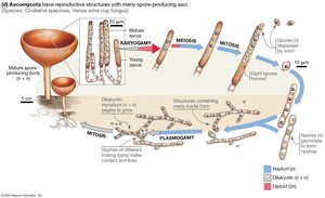 Ascomycota life cycle