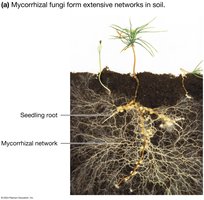 Mycorrhizal fungi forming networks with plant roots