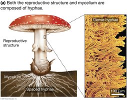 Reproductive structure and mycelium composed of hyphae