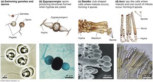 Fungal reproductive structures: gametes, zygosporangia, basidia, asci