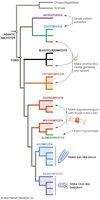 Fungal phylogeny