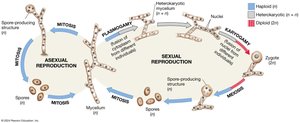 General fungal life cycle