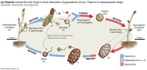 Chytrid life cycle