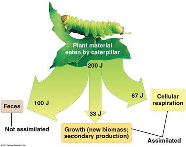 Energy partitioning in a caterpillar