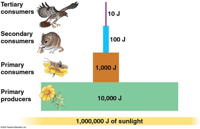 Energy pyramid showing energy transfer between trophic levels