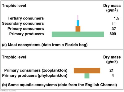 Biomass pyramids in terrestrial and aquatic ecosystems