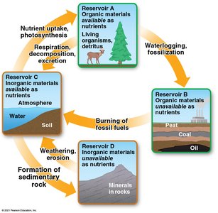 Diagram of biogeochemical reservoirs and cycling