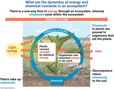 Diagram of energy flow and chemical cycling in an ecosystem