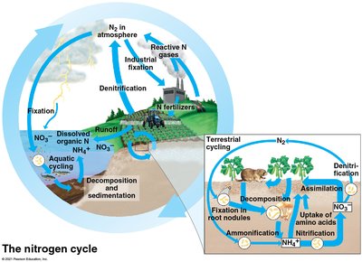 Diagram of the nitrogen cycle