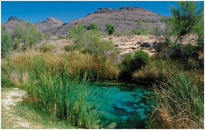 Example of a small ecosystem: a desert spring