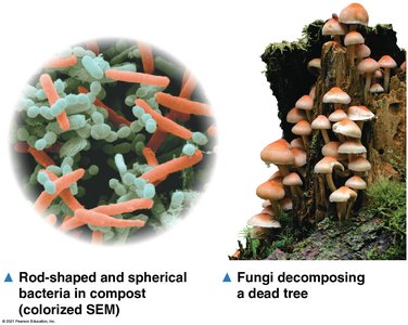 Bacteria and fungi as decomposers