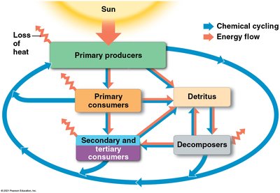 Diagram of energy flow and chemical cycling among trophic levels