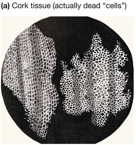 Cork tissue (dead cells) as seen by Hooke