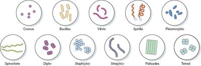 Bacterial cell morphology types